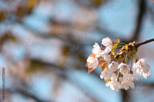 cherry blossom in spring time