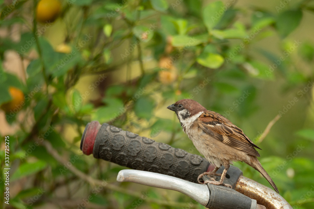Naklejka premium small bird living in the nature, common bird around the home