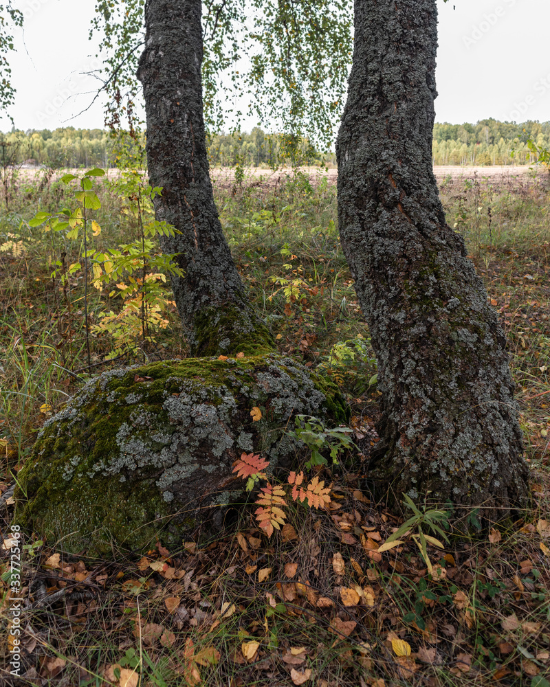 mossy curved birch tree trunks in the autumn forest mossy curved birch tree trunks in the autumn forest