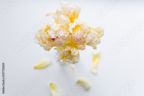 close up of light yellow flowers. tulips in a vase on a light grey background. flower simple and abstract background. light tulips wallpapers 