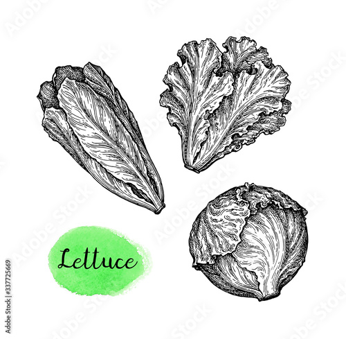 Ink sketch set of lettuce.