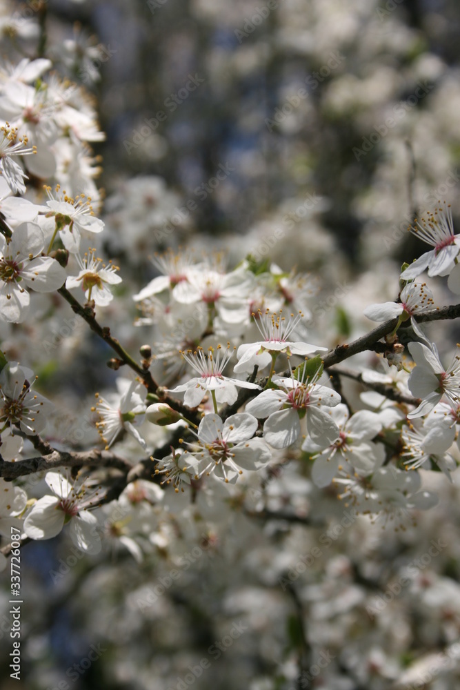 Naklejka a flowering of trees in spring garden