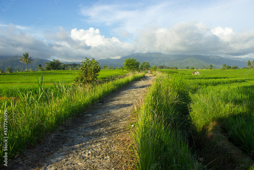 rice fields in Daylight moment