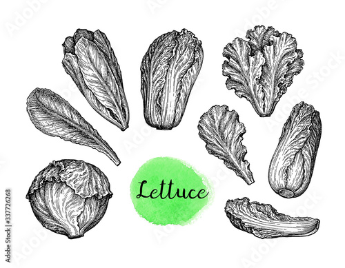 Ink sketch set of lettuce.