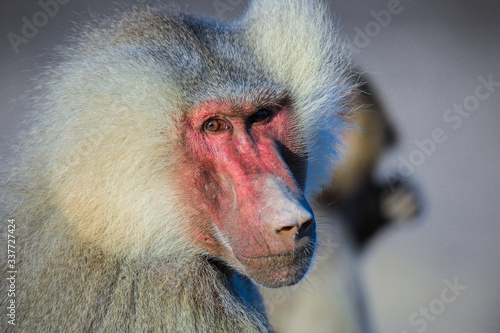 Close up face of the Hamadryas baboon on the Road, Djibouti