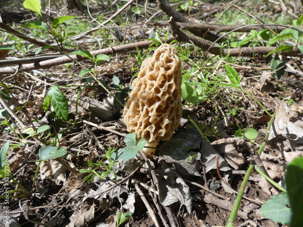 Morel mushroom growing in Ozarks forest Stock Photo Adobe Stock