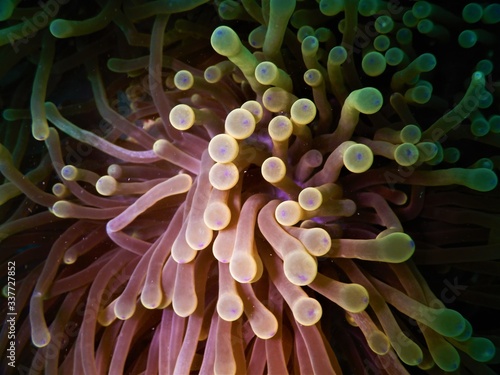 Fototapeta Naklejka Na Ścianę i Meble -  macro anemone