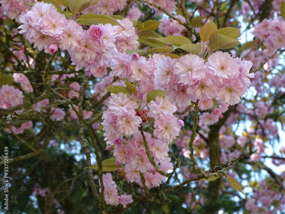 Naklejka premium pink cherry blossom