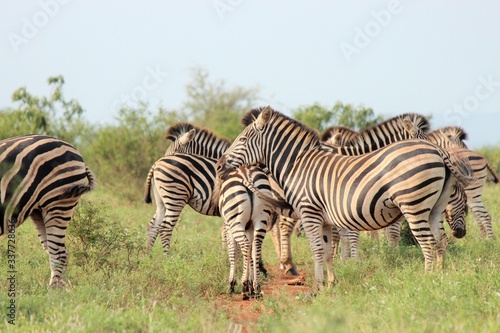 zebra in the grass