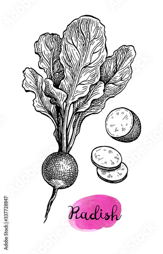 Ink sketch of redish