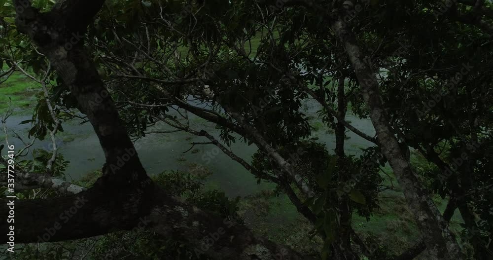 Epic drone rotating tree shot in wetlands ends in accident and the drone gets stuck in tree branches Epic drone rotating tree shot in wetlands ends in accident and the drone gets stuck in tree branches