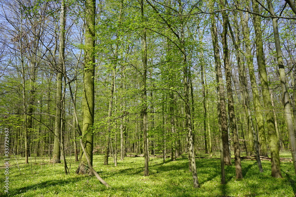 Frühlingshafte, sonnige Waldlandschaft