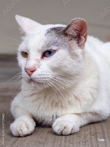 Odd-eye white cat © hit1912