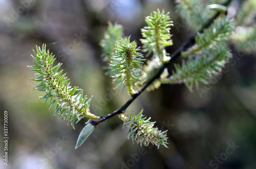 Weidenkätzchen an einem Zweig © christiane65