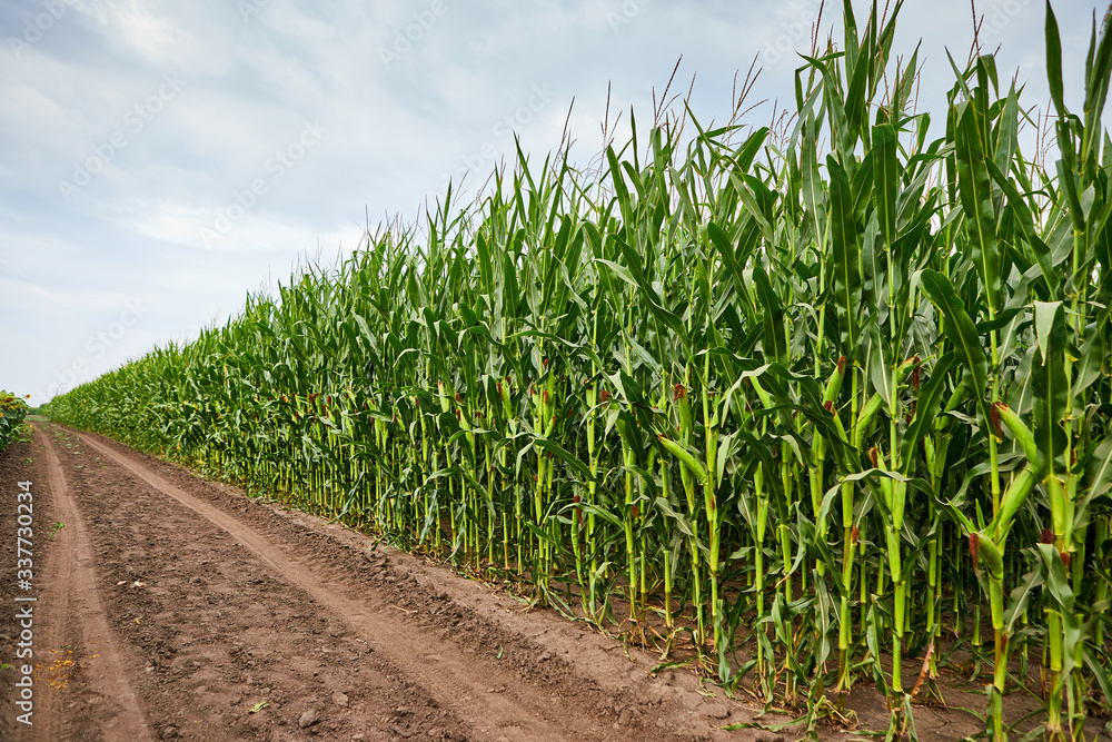 A green field of corn growing up. Agriculture on rainy season. A green field of corn growing up. Agriculture on rainy season.