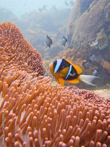 clownfish anemone close-up