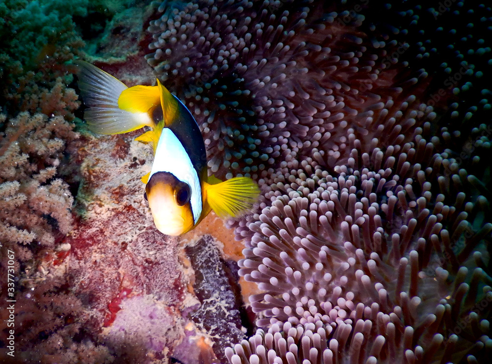 Obraz premium clownfish anemone close-up