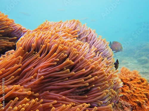 anemone close up