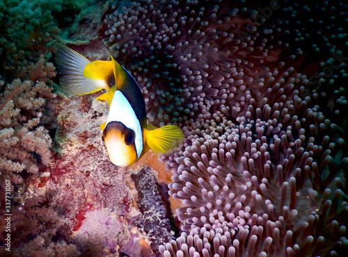 clownfish anemone close-up