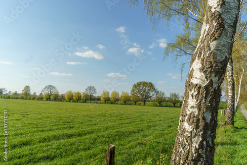 bäume und alleen im münsterland photo