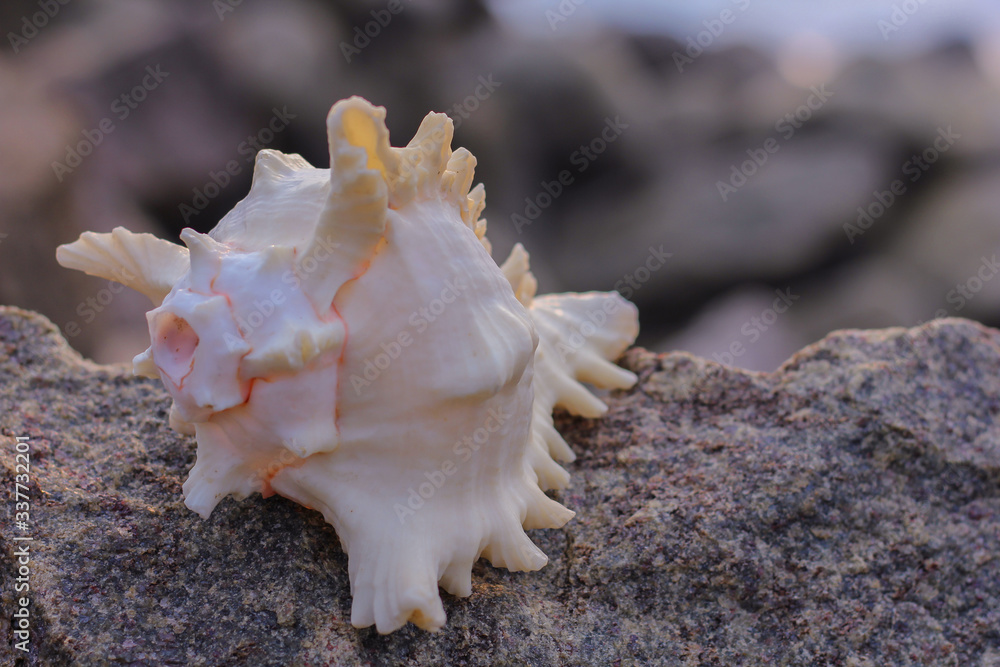 Tamil Nadu / India. March 24 2018: sea shells on the sea. Tamil Nadu / India. March 24 2018: sea shells on the sea.