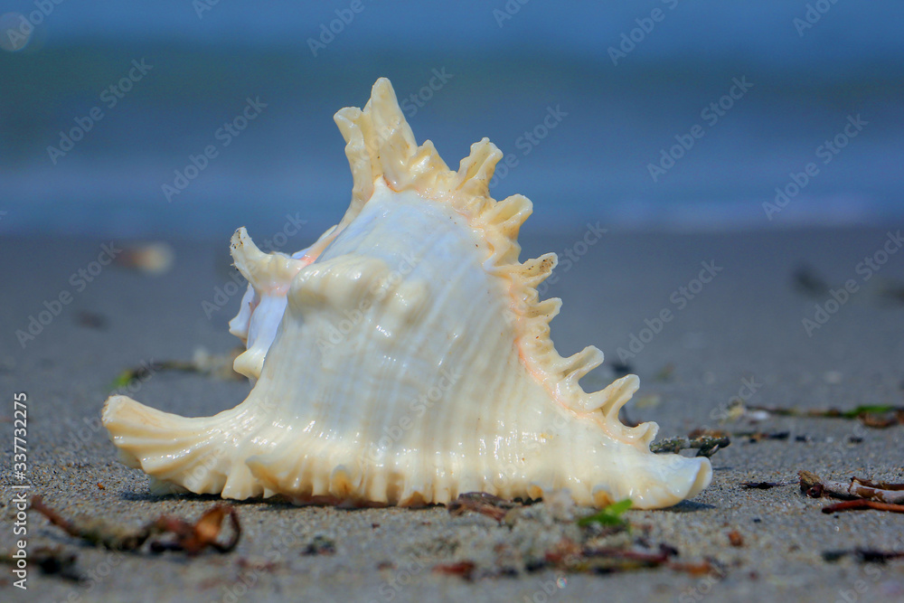 Tamil Nadu / India. March 24 2018: sea shells on the sea. Tamil Nadu / India. March 24 2018: sea shells on the sea.