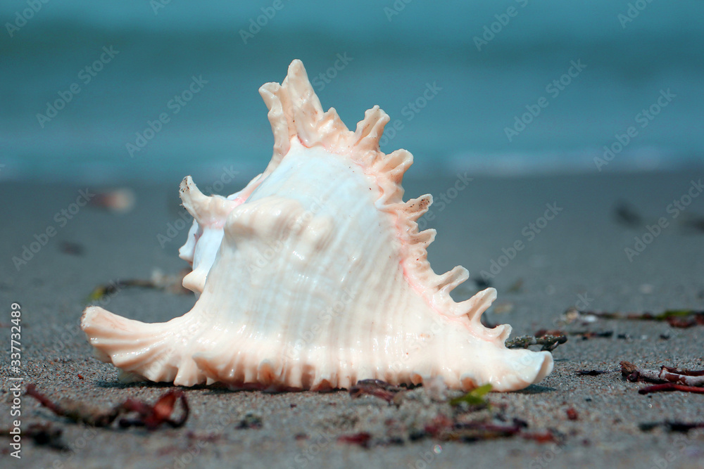 Tamil Nadu / India. March 24 2018: sea shells on the sea. Tamil Nadu / India. March 24 2018: sea shells on the sea.