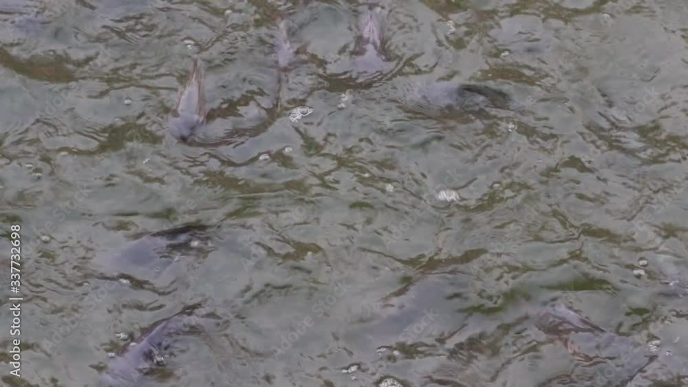 Feeding tilapia in the pool, many tilapia compete for food. Stock ビデオ