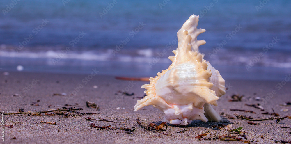 Tamil Nadu / India. March 24 2018: sea shells on the sea. Tamil Nadu / India. March 24 2018: sea shells on the sea.