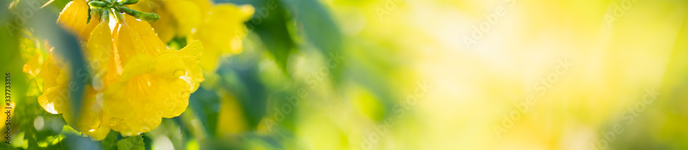 Nature of flower in garden using as cover page background natural flora wallpaper or template brochure landing page design Nature of flower in garden using as cover page background natural flora wallpaper or template brochure landing page design