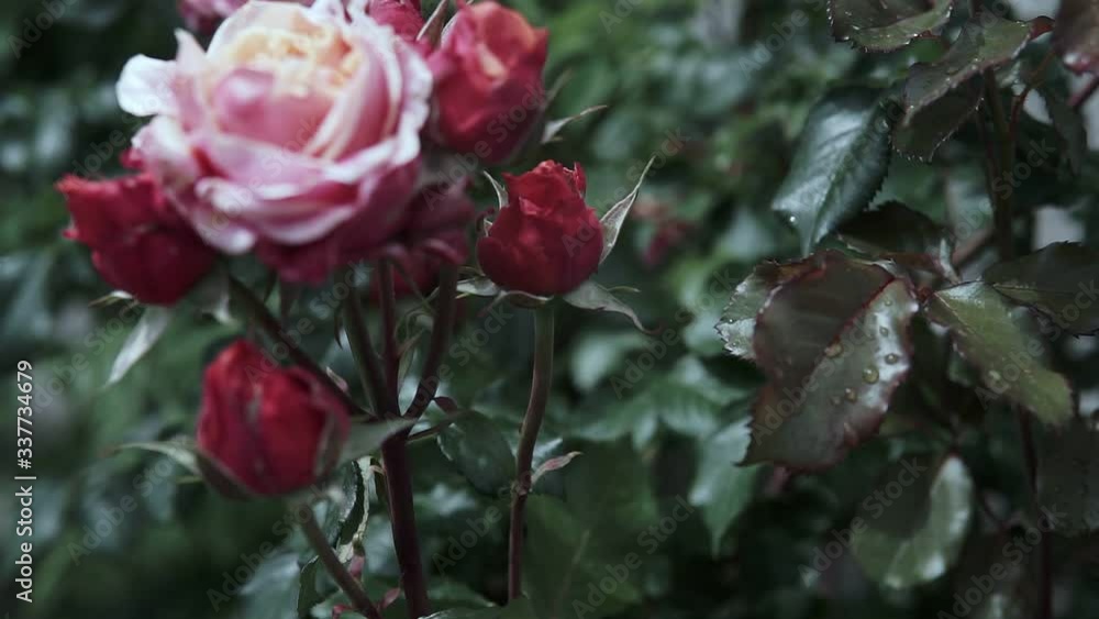 Beautiful pink roses blossom in rose garden Beautiful pink roses blossom in rose garden