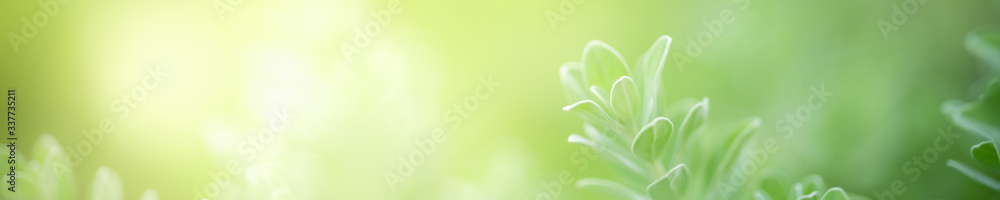 Nature of green leaf in garden at summer. Natural green leaves plants using as spring background cover page greenery environment ecology wallpaper Nature of green leaf in garden at summer. Natural green leaves plants using as spring background cover page greenery environment ecology wallpaper