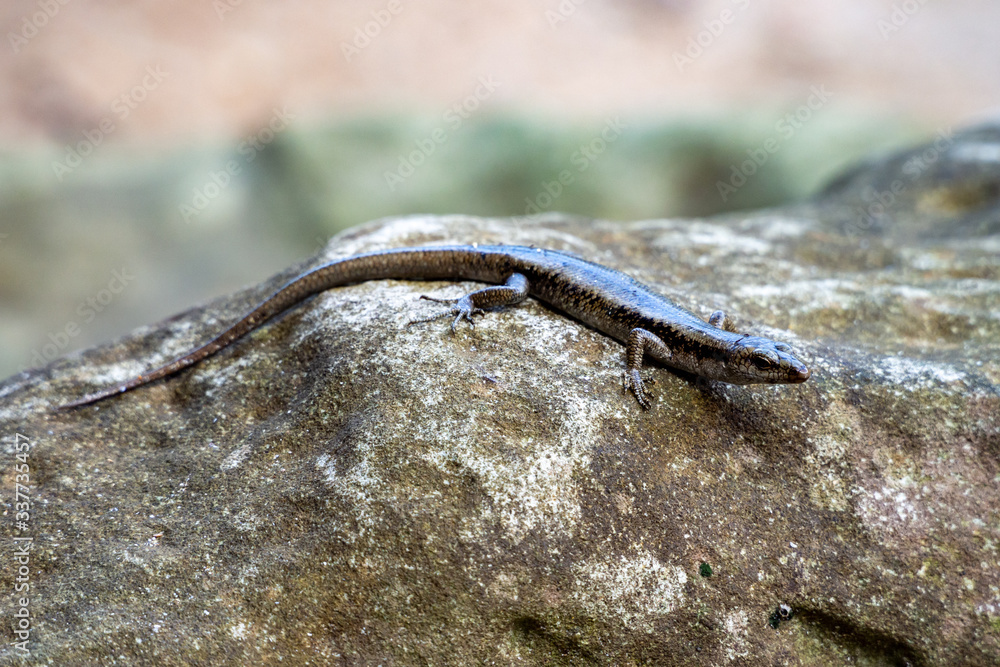 Mangrove Skink (Emoia atrocostata) in Bako National Park, Borneo, Malaysia Mangrove Skink (Emoia atrocostata) in Bako National Park, Borneo, Malaysia