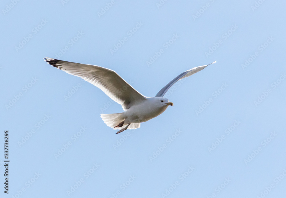 Fototapeta premium A seagull is flying in the sky.