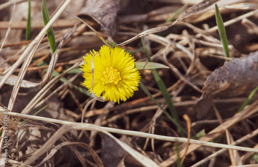 Yellow flower in the ground on nature. Yellow flower in the ground on nature.