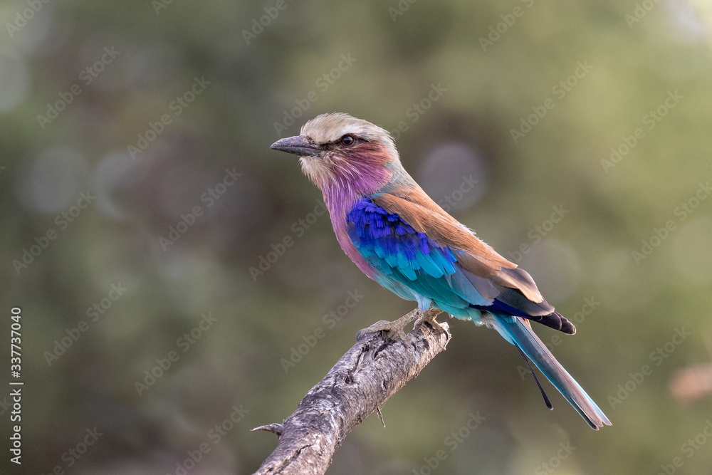 One lilac-breasted roller sitting on a branch with a blurred green background in the Mapungubwe National Park , South Africa