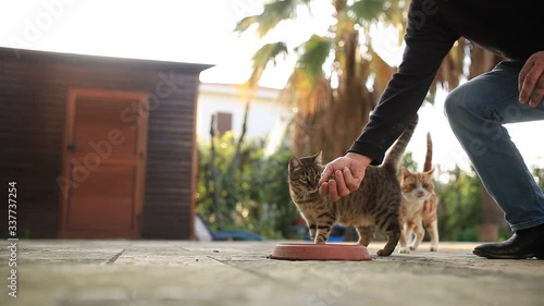 Senior man feeding cats in sunset light with cat food