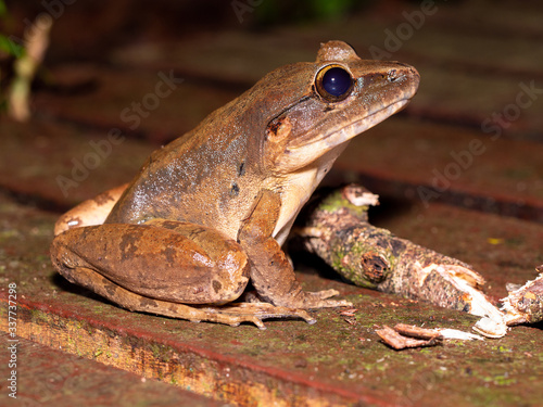 Giant River Frog - Limnonectes leporinus in Gunung Mulu National Park, Borneo photo