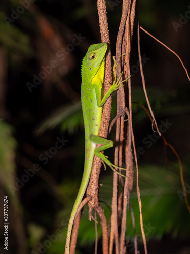 Green Crested Lizard - Bronchocela cristatella in Gunung Mulu National Park, Borneo photo