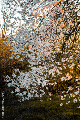 Beautiful natural nature cherry blossom with white flowers on a giant tree in spring time with soft orange sunset light in urban outdoor park. Urban downtown district, Braunschweig, Germany, Europe