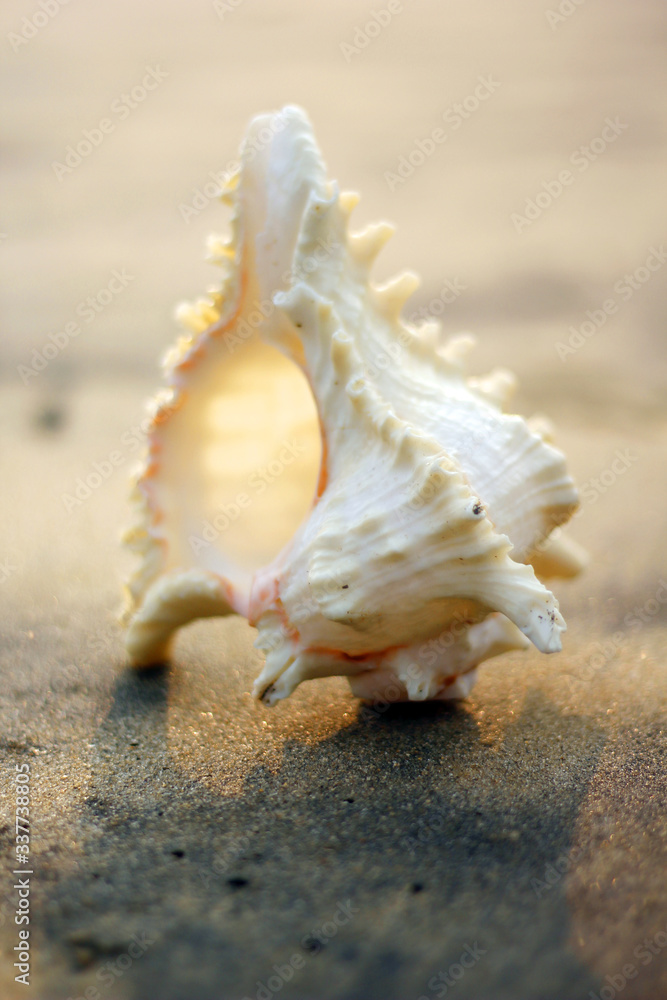 Tamil Nadu / India. March 24 2018: sea shells on the sea. Tamil Nadu / India. March 24 2018: sea shells on the sea.