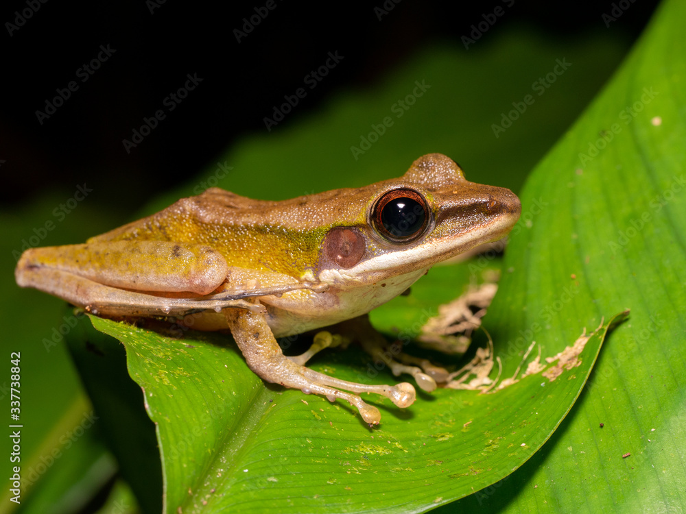 White-lipped Frog - Chalcorana raniceps in Tawau Hills Park, Borneo White-lipped Frog - Chalcorana raniceps in Tawau Hills Park, Borneo