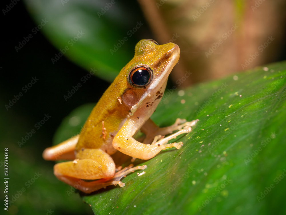 Fototapeta premium White-lipped Frog - Chalcorana raniceps in Tawau Hills Park, Borneo