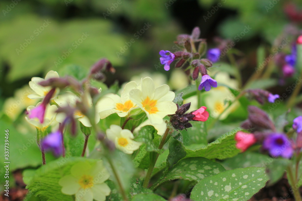 Fototapeta premium Primrose and Pulmonaria
