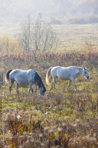 Herd of horses in northern Hungary