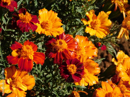 French marigold  or Tagetes patula  red  orange and yellow flowers  in a garden in Attica  Greece