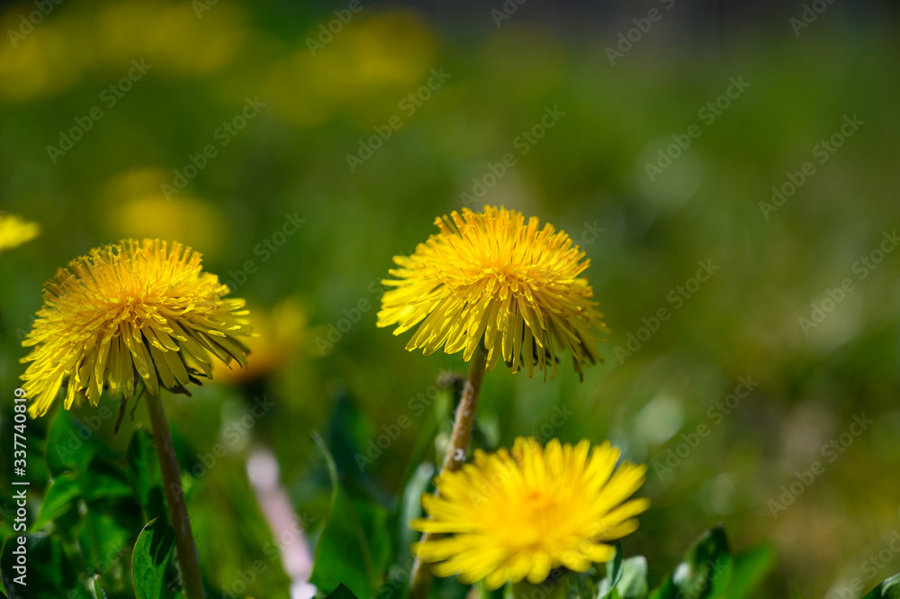 Colorful spring flowers in bloom in the vineyards