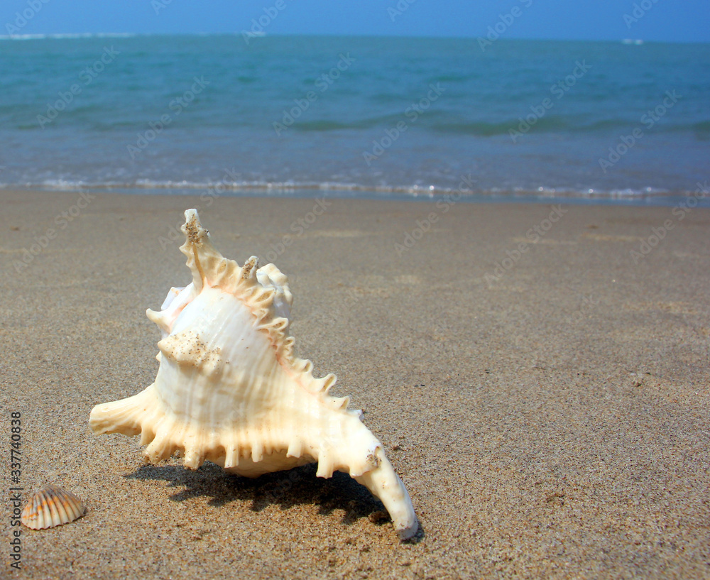 Tamil Nadu / India. March 24 2018: sea shells on the sea. Tamil Nadu / India. March 24 2018: sea shells on the sea.