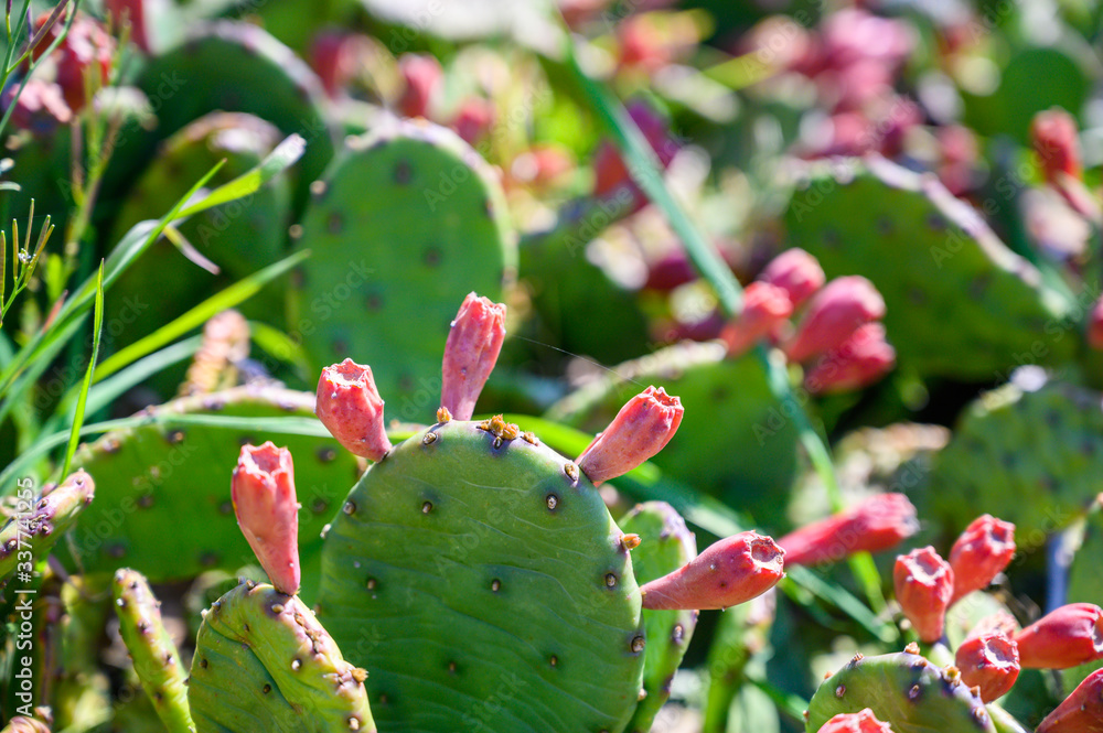 Cactus family with flowers in the close-up Cactus family with flowers in the close-up