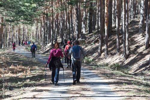 Rura hiking through the pine forest of Valsain, Segovia, Castilla y Leon, Spain, Europe photo